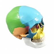 Цветная разборная модель человеческого черепа Corpo Cranium